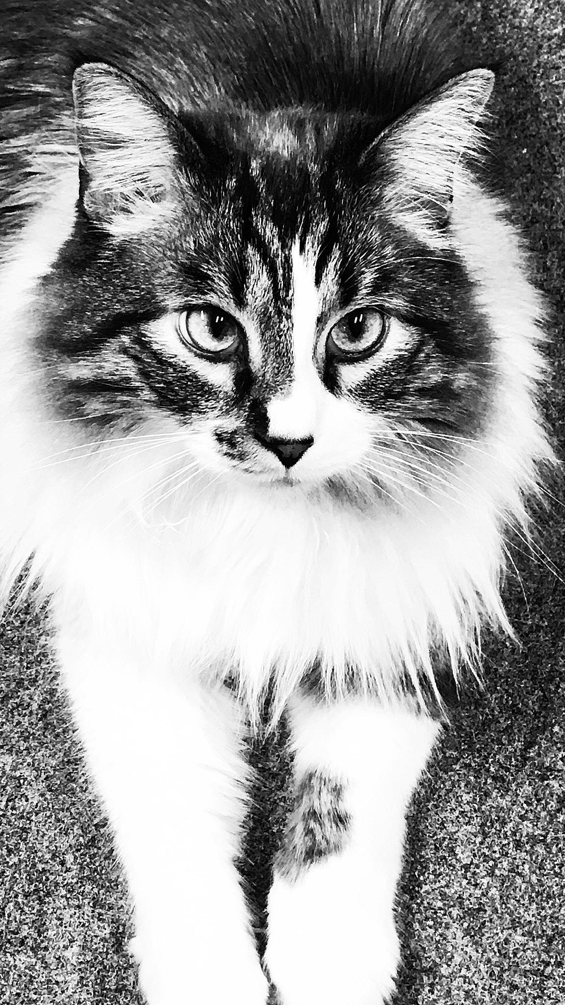 Wookie is registered to the contest to win money with this photo: american_wirehair, black_and_white, carnivore, cat, domestic_short_haired_cat, european_shorthair, eye, felidae, fur, kitten, mammal, monochrome_photography, norwegian_forest_cat, photography, siberian, small_to_medium_sized_cats, snout, tabby_cat, whiskers, wild_cat