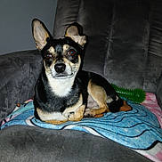 Asko a rejoint le concours — aidez-le/la à gagner de superbes lots ! armchair, black_and_tan_fur, blanket, blue_blanket, chair, chew_toy, chihuahua, cute, dog, ears, eyes, flash, green_toy, indoor, nose, pet, portrait, relaxed, sitting, small_dog