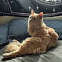cat, ginger_cat, long_fur, pet, indoor, bed, pillow, blanket, tapestry, stars, zodiac, whiskers, collar, tail, relaxed, posed, natural_light, shadow, fur_texture, curious
