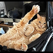 Rascal joined the competition — help win amazing prizes! cat, orange_cat, ginger_cat, feline, pet, fluffy, fur, paws, pink_paw, whiskers, lounging, relaxed, stroller, seat, indoor, close_up, portrait, home, television, furniture