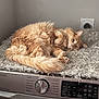 cat, ginger_cat, fluffy_cat, pet, indoor, sleeping, laundry_room, washing_machine, dryer, countertop, cozy, fur, paw, tail, appliance, mat, resting, closeup, relaxed, household