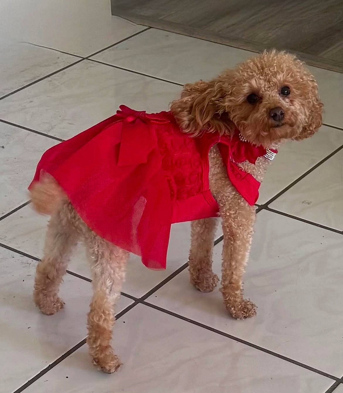 Giselle is registered to the contest to win money with this photo: adorable, bow, brown_eyes, collar, curly_fur, dog, dress, fluffy, fur, home, indoor, looking_back, paws, pet, poodle, portrait, red_dress, small_dog, standing, tile_floor