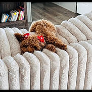 Giselle joined the competition — help win amazing prizes! dog, poodle, puppy, curly_fur, red_bow, hairbow, couch, sofa, plush, furniture, cozy, sleeping, nap, pet, indoor, bookshelf, hardwood_floor, home_interior, cute, fluffy