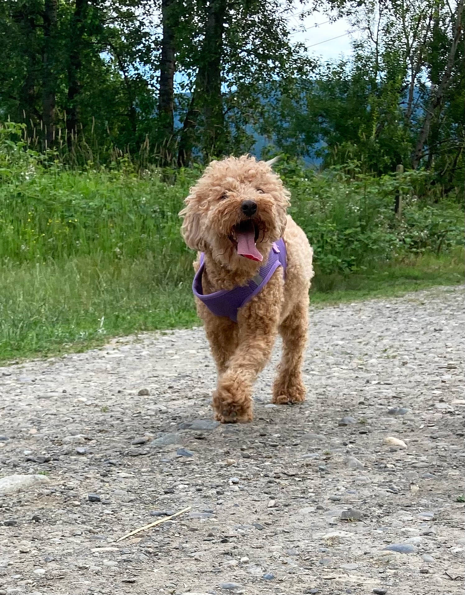 Charlie is registered to the contest to win money with this photo: canidae, carnivore, companion_dog, dog, dog_breed, dog_collar, liver, non_sporting_group, plant, poodle, poodle_crossbreed, road_surface, small_terrier, soil, sporting_group, terrier, toy_dog, tree, water_dog, working_animal