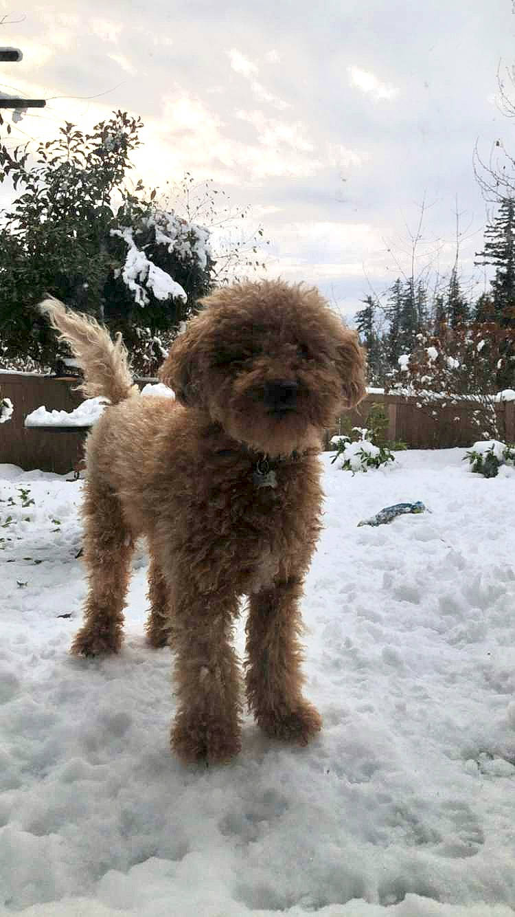Charlie is registered to the contest to win money with this photo: canidae, carnivore, cloud, companion_dog, dog, dog_breed, fawn, labradoodle, plant, poodle, sky, snout, snow, sporting_group, tail, terrier, toy_dog, tree, water_dog, winter