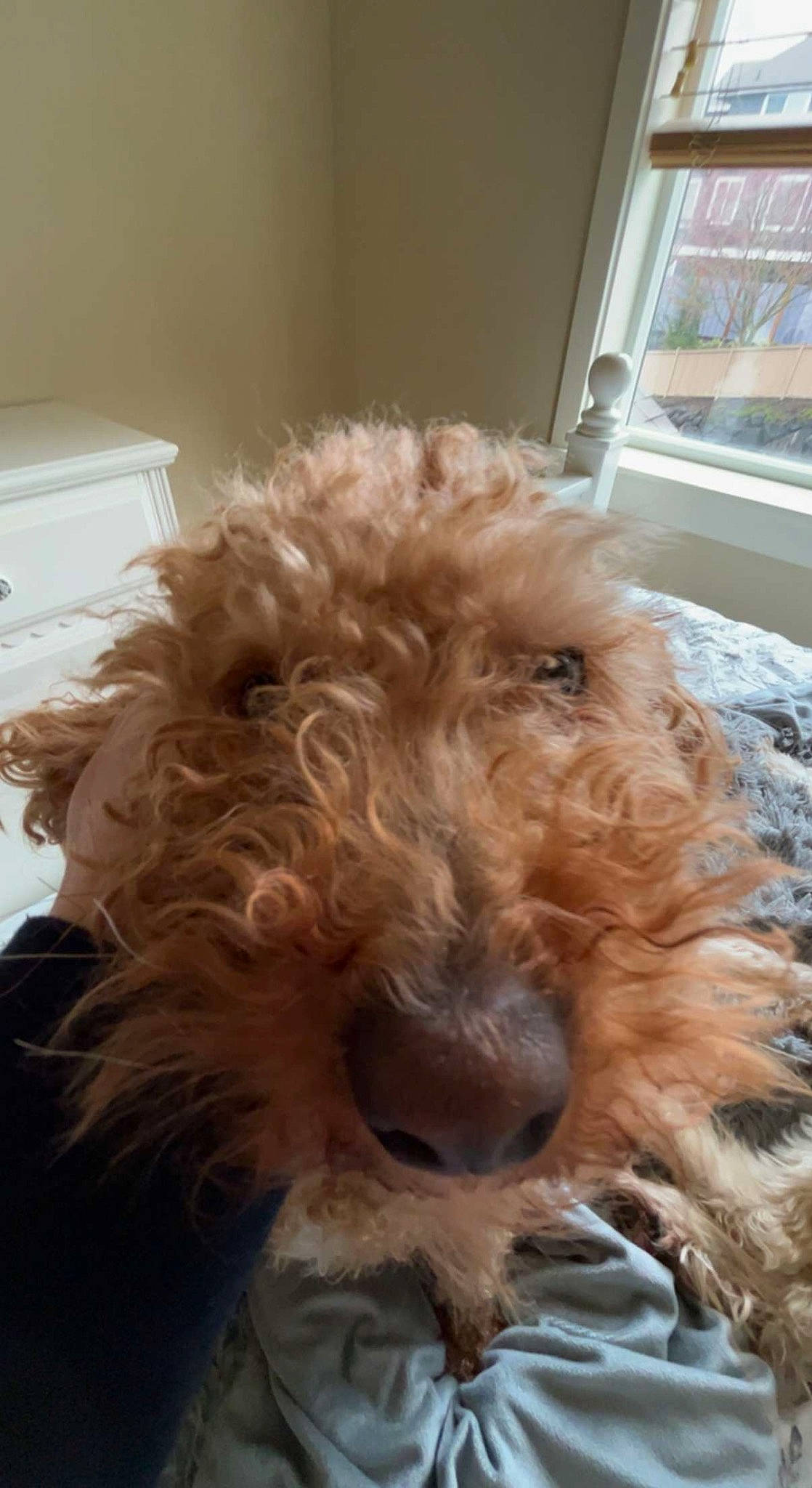 Charlie joined the competition — help win amazing prizes! canidae, carnivore, companion_dog, dog, dog_breed, fur, labradoodle, liver, pet_supply, poodle, poodle_crossbreed, small_terrier, snout, sporting_group, terrier, toy_dog, wall_plate, water_dog, working_animal, yorkipoo