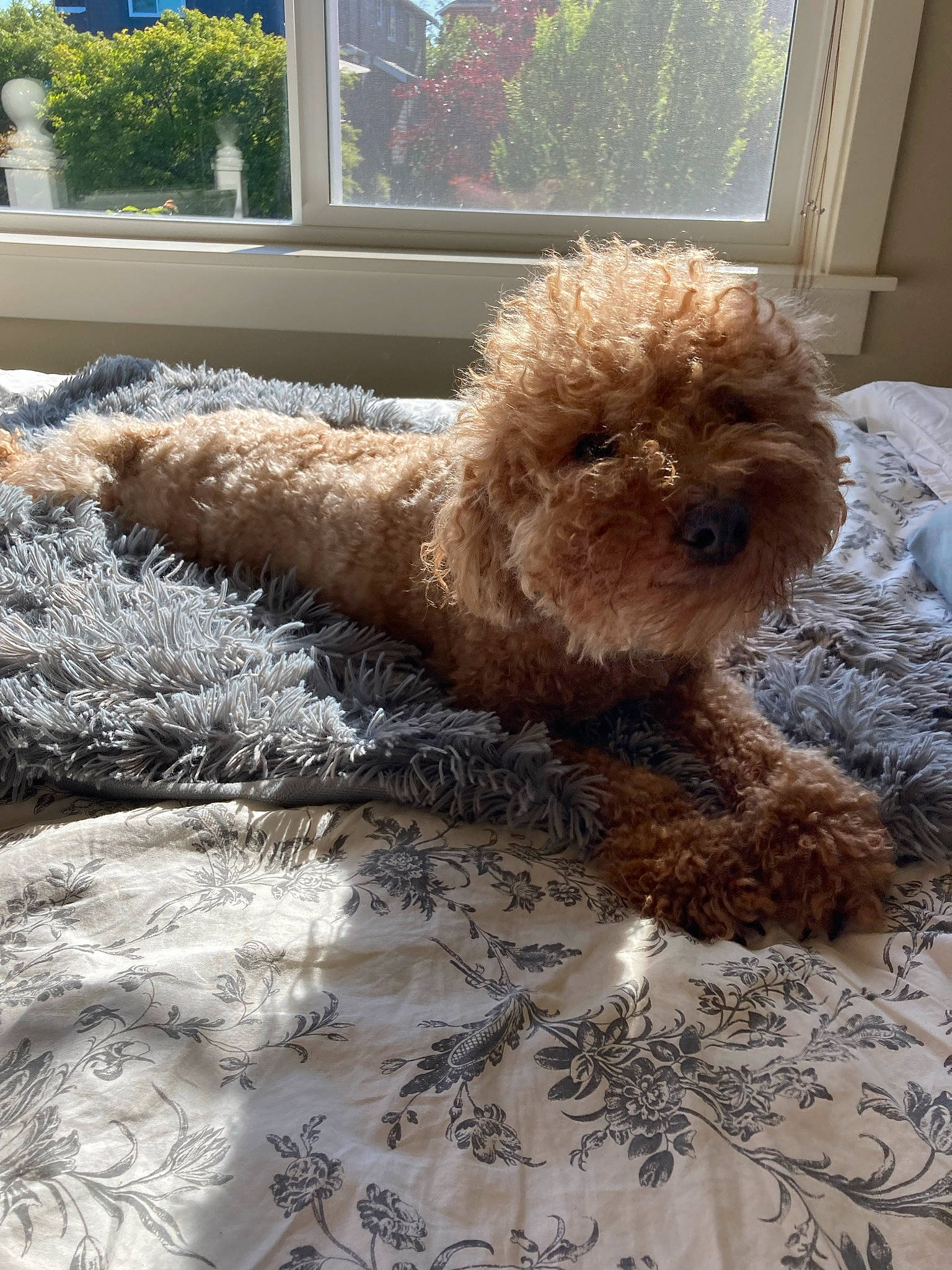 Charlie is registered to the contest to win money with this photo: canidae, carnivore, comfort, companion_dog, dog, dog_breed, dog_supply, fawn, labradoodle, liver, pet_supply, plant, poodle, snout, sporting_group, terrier, toy, toy_dog, water_dog, working_animal