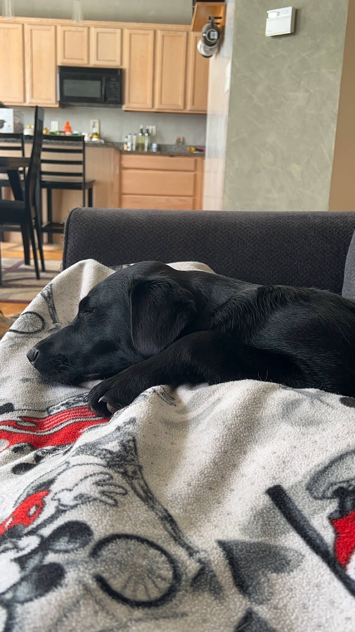 Lucifer is registered to the contest to win money with this photo: carnivore, chair, comfort, companion_dog, couch, dog, dog_breed, floor, flooring, fur, grey, hardwood, linens, living_room, room, sporting_group, studio_couch, table, wood, working_animal