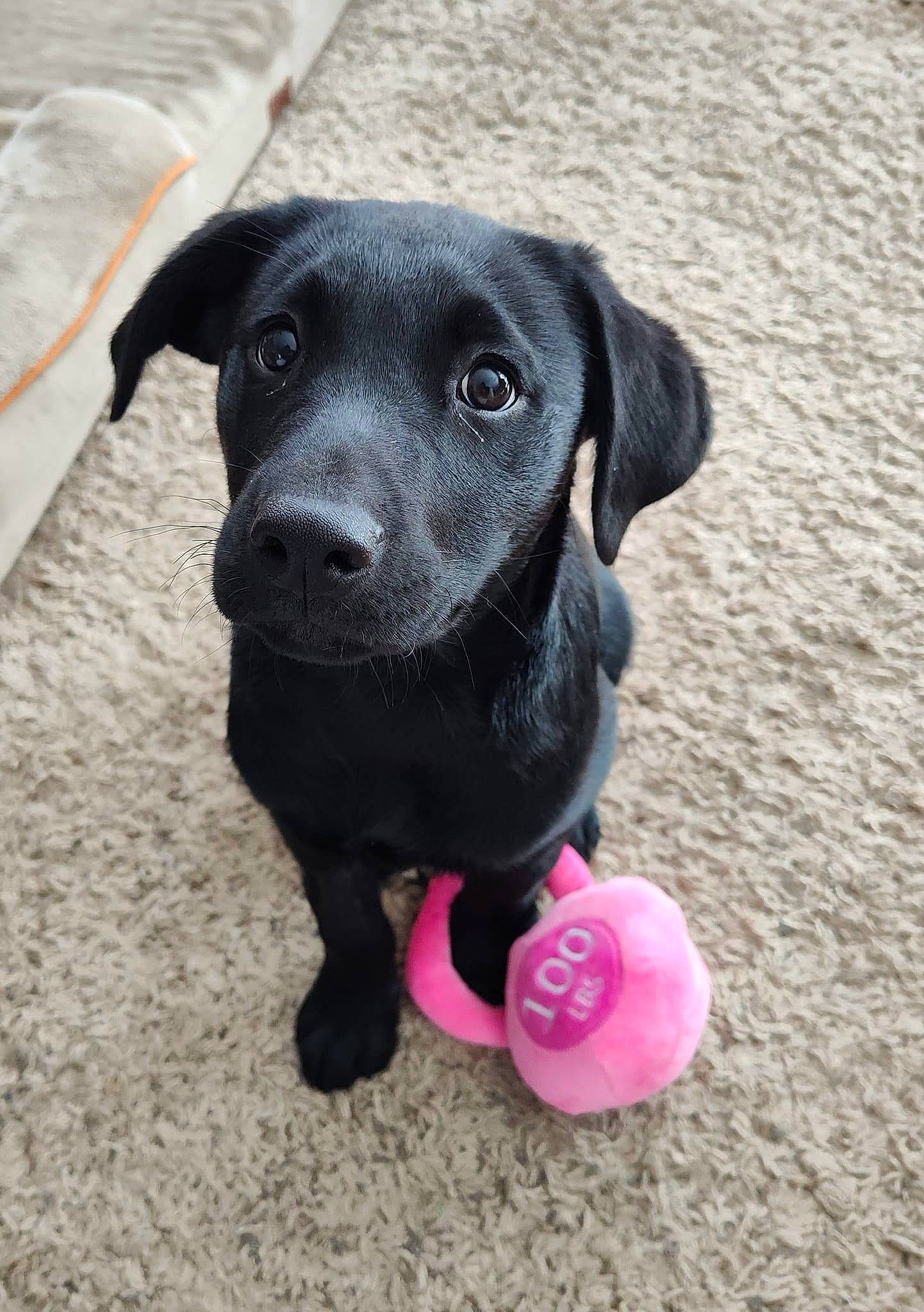 Lucifer is registered to the contest to win money with this photo: borador, canidae, carnivore, collar, companion_dog, dog, dog_breed, dog_collar, dog_supply, fur, gun_dog, magenta, pet_supply, pointing_breed, retriever, snout, sporting_group, toy, whiskers, working_animal