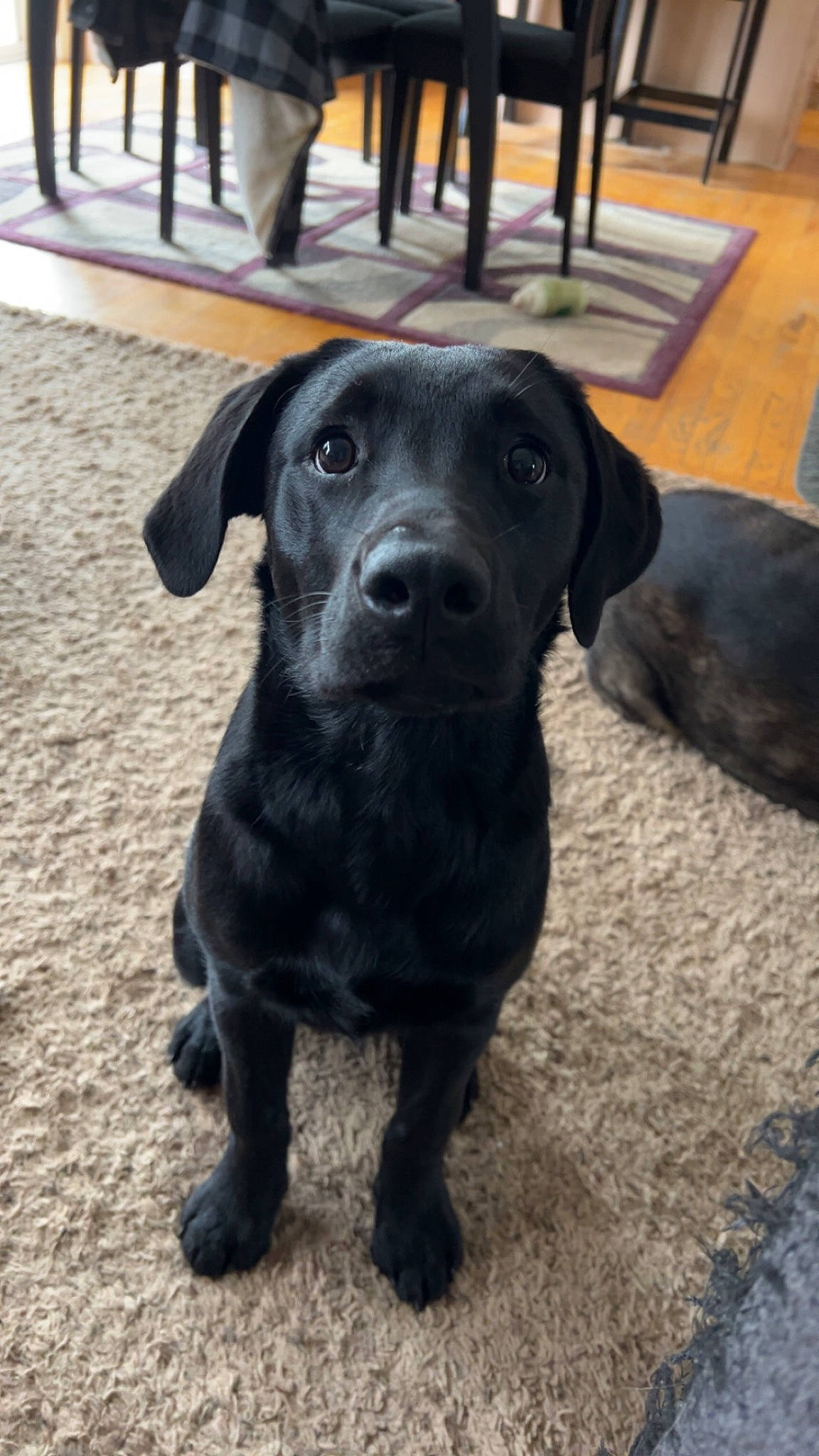 Lucifer is registered to the contest to win money with this photo: borador, canidae, carnivore, collar, companion_dog, dog, dog_breed, event, fur, gun_dog, hunting_dog, plant, puppy, retriever, snout, sporting_group, tail, terrestrial_animal, whiskers, working_animal