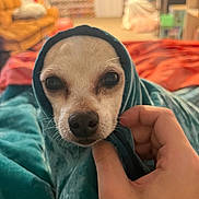 Tex joined the competition — help win amazing prizes! dog, small_dog, blanket, hand, indoor, cozy, face, pet, animal, wrapped, cute, snug, teal, fur, close_up, expression, looking, comfort, warmth, portrait