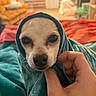 animal, blanket, close_up, comfort, cozy, cute, dog, expression, face, fur, hand, indoor, looking, pet, portrait, small_dog, snug, teal, warmth, wrapped