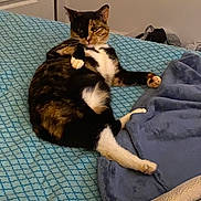 Nemi is registered to the contest to win money with this photo: cat, calico, bed, blanket, feline, indoor, relaxed, resting, fur, paw, cozy, patterned, blue, animal, cute, sleepy, pet, domestic, comfort, lying_down