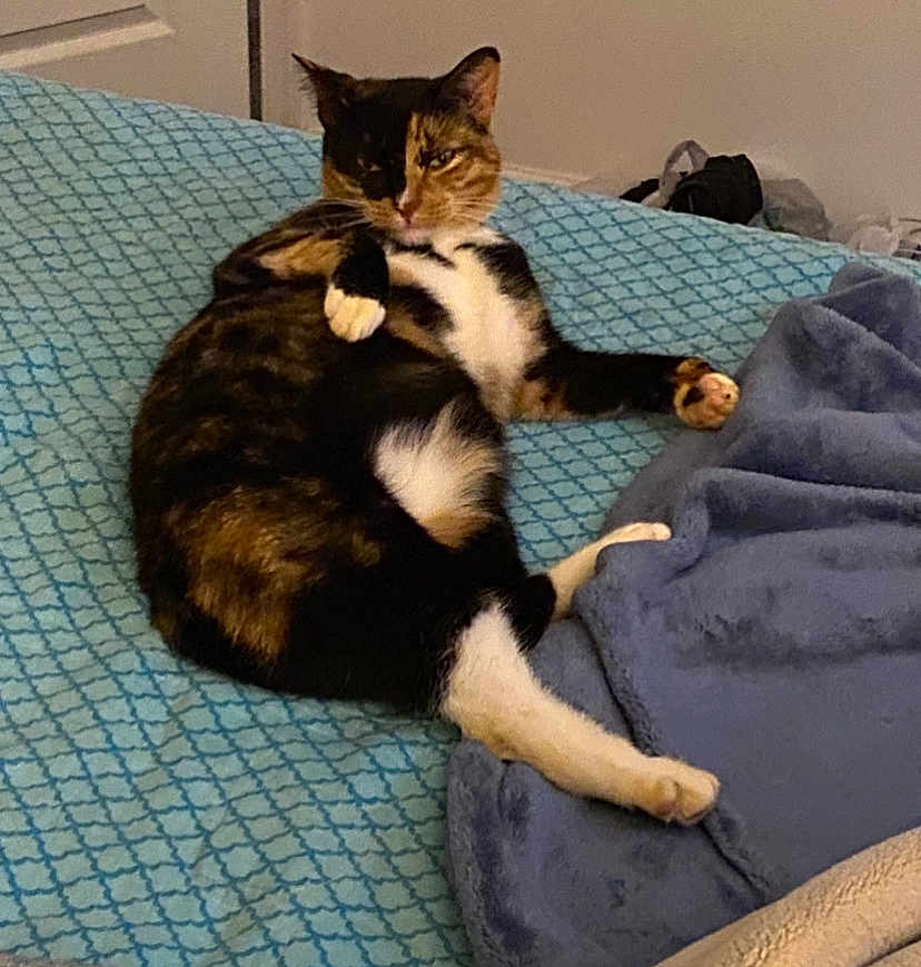 Nemi is registered to the contest to win money with this photo: cat, calico, bed, blanket, feline, indoor, relaxed, resting, fur, paw, cozy, patterned, blue, animal, cute, sleepy, pet, domestic, comfort, lying_down