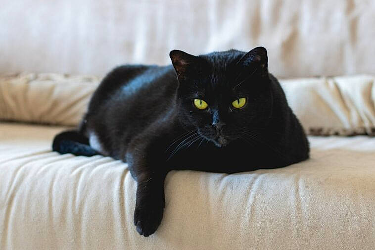 Marvel participe au concours pour gagner de l'argent avec cette photo : black_cat, bombay, carnivore, cat, claw, comfort, couch, domestic_short_haired_cat, felidae, fur, grey, hardwood, linens, paw, room, small_to_medium_sized_cats, tail, terrestrial_animal, whiskers, wood
