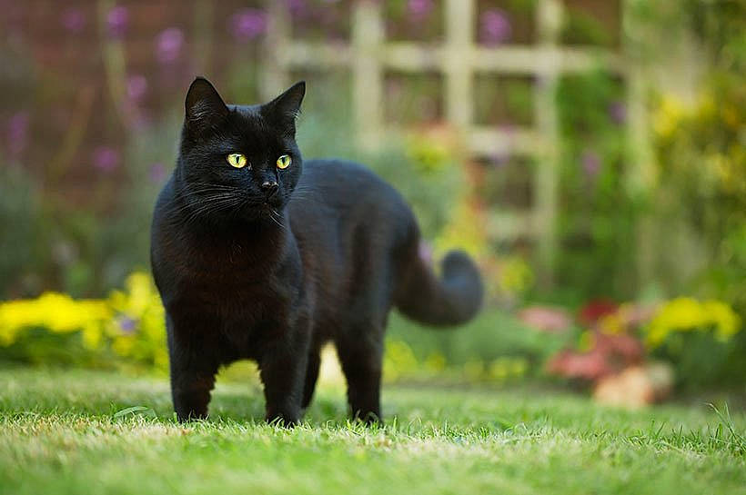 Marvel participe au concours pour gagner de l'argent avec cette photo : black_cat, bombay, carnivore, cat, domestic_short_haired_cat, felidae, flower, fur, grass, groundcover, mammal, plant, sitting, small_to_medium_sized_cats, snout, tail, terrestrial_animal, whiskers, wildlife, window