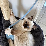 Gimli a rejoint le concours — aidez-le/la à gagner de superbes lots ! cat, kitten, blue_eyes, fluffy, toy, cat_hammock, indoor, pet, playing, paw, fur, relaxed, cute, animal, feline, curious, cozy, scratching_post, white, brown