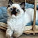 Gimli