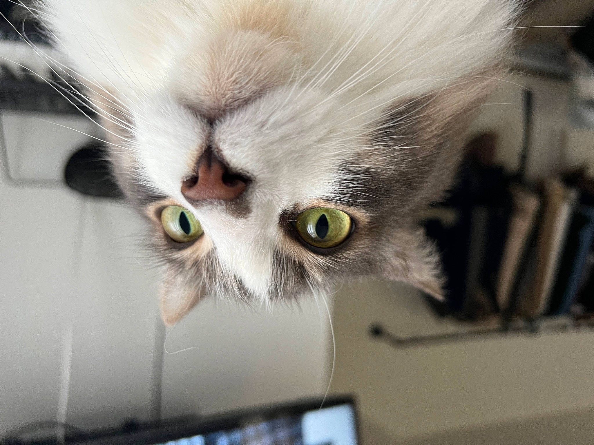 Hedwig joined the competition — help win amazing prizes! carnivore, cat, domestic_short_haired_cat, felidae, fur, small_to_medium_sized_cats, snout, whiskers
