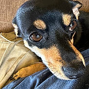 Minnie Fishback is registered to the contest to win money with this photo: animal, black_and_tan, calm, canine, close_up, companion, cozy, cute, dog, eyes, fabric, face, fur, indoor, paw, pet, resting, snout, soft, texture