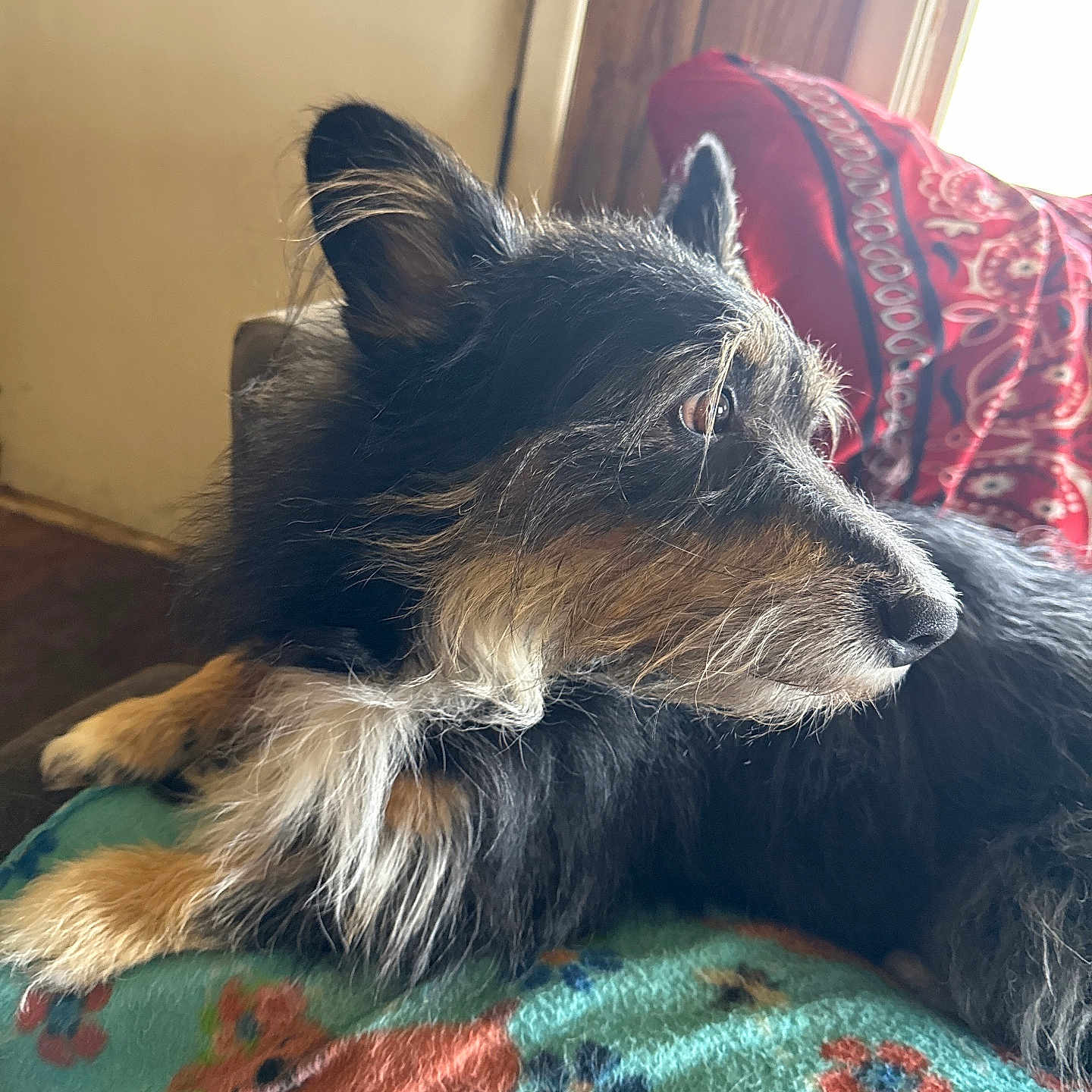 Shadow joined the competition — help win amazing prizes! animal, black, blanket, couch, cozy, cushion, dog, ears, floral_pattern, fluffy, fur, home, indoor, natural_light, pet, resting, side_view, snout, tan, wooden_door