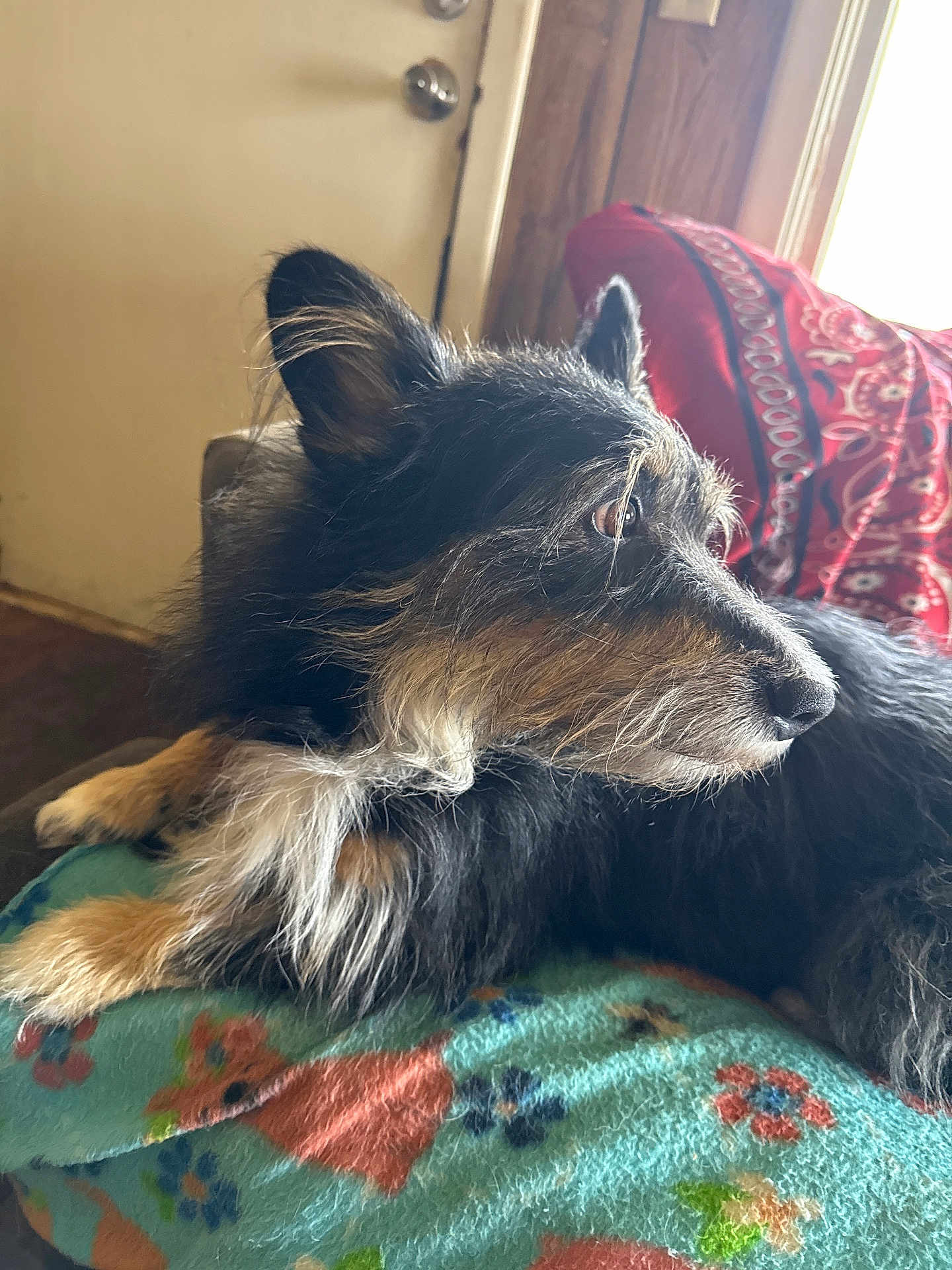 Shadow joined the competition — help win amazing prizes! dog, pet, animal, fluffy, black, tan, blanket, floral_pattern, indoor, couch, resting, side_view, ears, fur, snout, cozy, home, wooden_door, cushion, natural_light