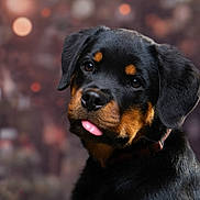 Arya participe au concours pour gagner de l'argent avec cette photo : dog, puppy, rottweiler, black_and_tan, portrait, close_up, tongue, floppy_ears, collar, outdoor, autumn, bokeh, blurred_background, foliage, brown, black, pet, cute, animal, photography