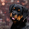 dog, puppy, rottweiler, black_and_tan, portrait, close_up, tongue, floppy_ears, collar, outdoor, autumn, bokeh, blurred_background, foliage, brown, black, pet, cute, animal, photography