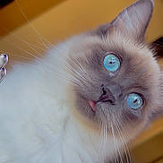 Sheboo is registered to the contest to win money with this photo: cat, blue_eyes, fluffy, whiskers, tongue_out, heart_decorations, indoor, close_up, pet, feline, cute, soft_fur, curious, portrait, animal, domestic_cat, face, looking, bright_eyes