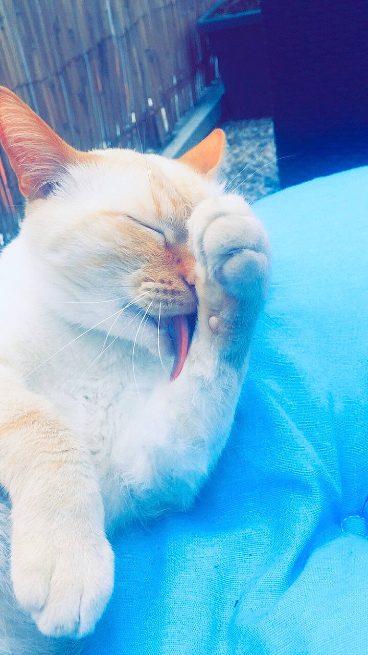 Rubycanna participe au concours pour gagner de l'argent avec cette photo : aegean_cat, carnivore, cat, colorpoint_shorthair, eye, facial_expression, felidae, fur, kitten, mouth, nose, ojos_azules, sky, small_to_medium_sized_cats, snout, tail, turkish_angora, turkish_van, whiskers, yawn