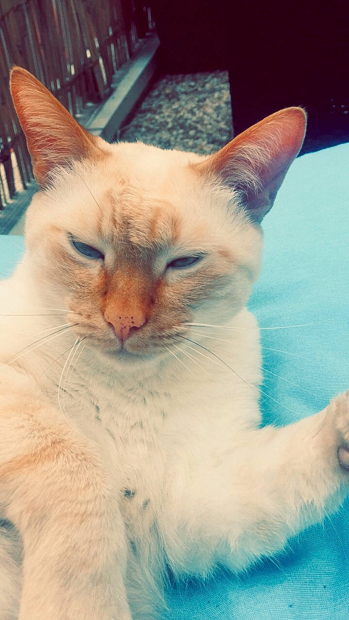 Rubycanna participe au concours pour gagner de l'argent avec cette photo : aegean_cat, asian, balinese, carnivore, cat, colorpoint_shorthair, eye, felidae, javanese, mammal, nose, ojos_azules, siamese, sky, small_to_medium_sized_cats, snout, thai, tonkinese, vertebrate, whiskers