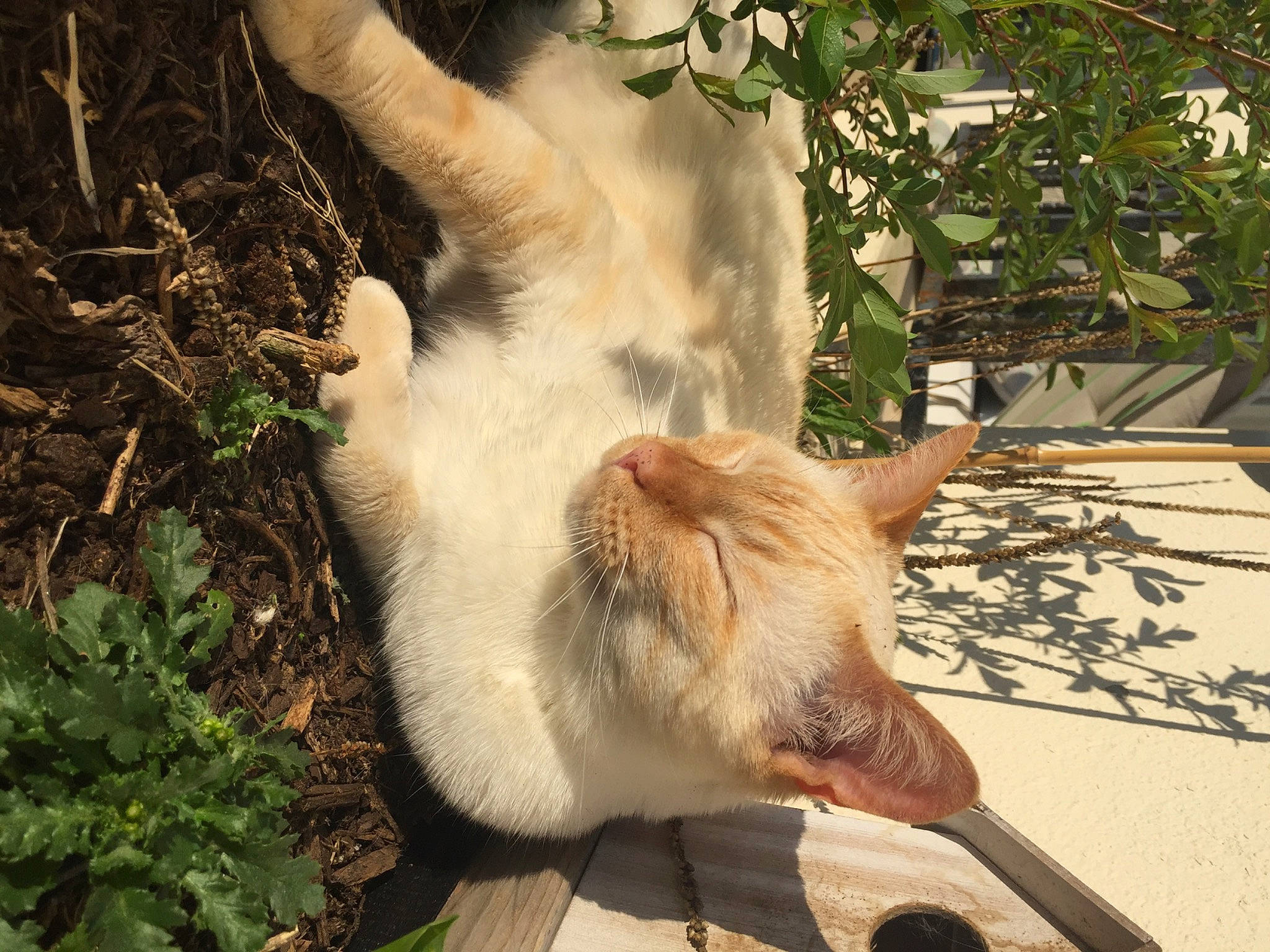 Rubycanna participe au concours pour gagner de l'argent avec cette photo : aegean_cat, carnivore, cat, fawn, felidae, fur, small_to_medium_sized_cats, tail, turkish_van, whiskers