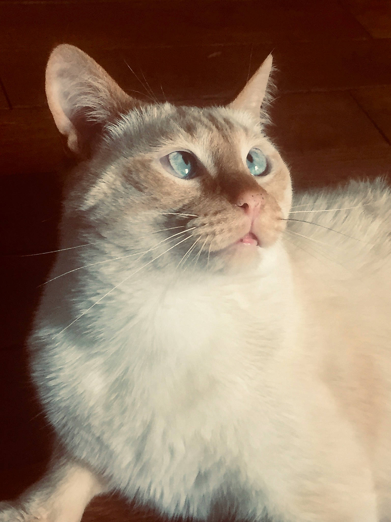 Rubycanna a rejoint le concours — aidez-le/la à gagner de superbes lots ! aegean_cat, asian, burmilla, carnivore, cat, domestic_short_haired_cat, ear, eye, fawn, felidae, fur, kitten, mammal, nose, ojos_azules, ragdoll, small_to_medium_sized_cats, turkish_van, vertebrate, whiskers