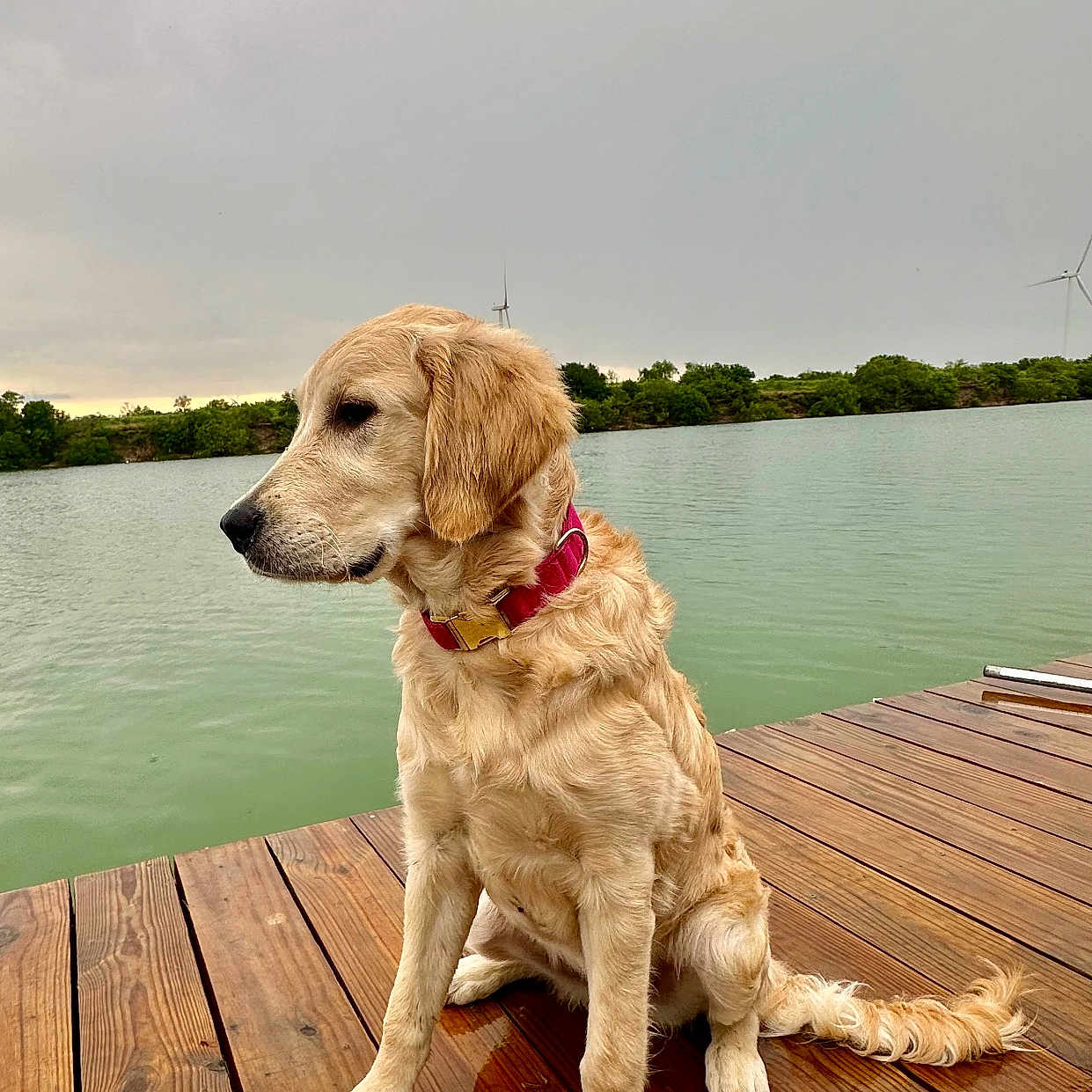Sandy joined the competition — help win amazing prizes! animal, architecture, building, canine, dog, goldenretriever, house, housing, lake, nature, outdoors, pet, pier, porch, port, puppy, scenery, water, waterfront, wood