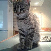 Loris a rejoint le concours — aidez-le/la à gagner de superbes lots !