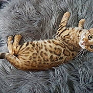 Nala a rejoint le concours — aidez-le/la à gagner de superbes lots ! bengal, california_spangled, carnivoran, cat, cat_like_mammal, dragon_li, kitten, mammal, ocicat, pixie_bob, small_to_medium_sized_cats, toyger, whiskers