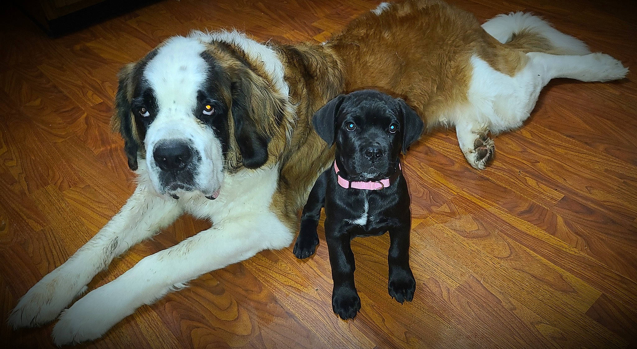 Ralph joined the competition — help win amazing prizes! canidae, carnivore, collar, companion_dog, dog, dog_breed, dog_collar, fawn, flooring, fur, giant_dog_breed, hardwood, liver, non_sporting_group, snout, sporting_group, tail, wood, working_animal, working_dog