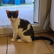 Rocki participe au concours pour gagner de l'argent avec cette photo : cat, indoor, tile_floor, glass_door, garden, play_equipment, white_black_cat, pet, animal, curious, home, window, daylight, sitting, domestic_cat, young_cat, looking_outside, floor, tail, ears
