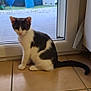 cat, indoor, tile_floor, glass_door, garden, play_equipment, white_black_cat, pet, animal, curious, home, window, daylight, sitting, domestic_cat, young_cat, looking_outside, floor, tail, ears