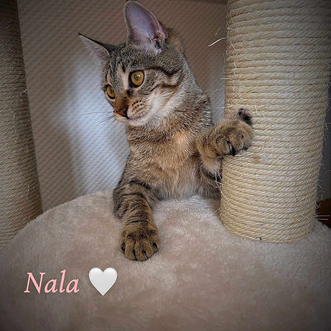 Nala a rejoint le concours — aidez-le/la à gagner de superbes lots ! abyssinian, animal, architecture, brick, building, cat, chair, couch, egyptiancat, furniture, indoors, kitten, livingroom, manx, pet, room, siamese