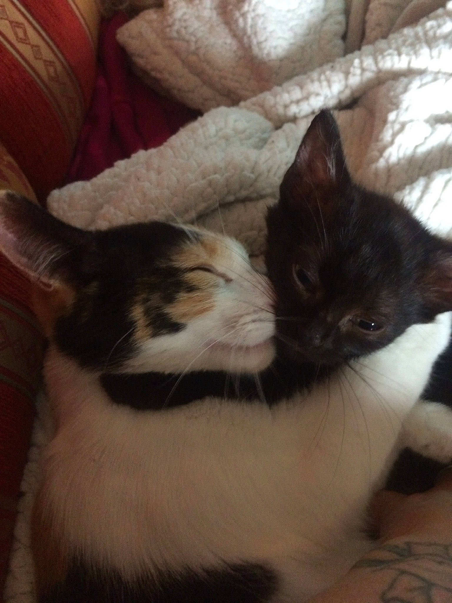 Ollie Et Pompon a rejoint le concours — aidez-le/la à gagner de superbes lots ! asian, carnivore, cat, ear, felidae, fur, kitten, mammal, nap, polydactyl_cat, small_to_medium_sized_cats, tail, whiskers