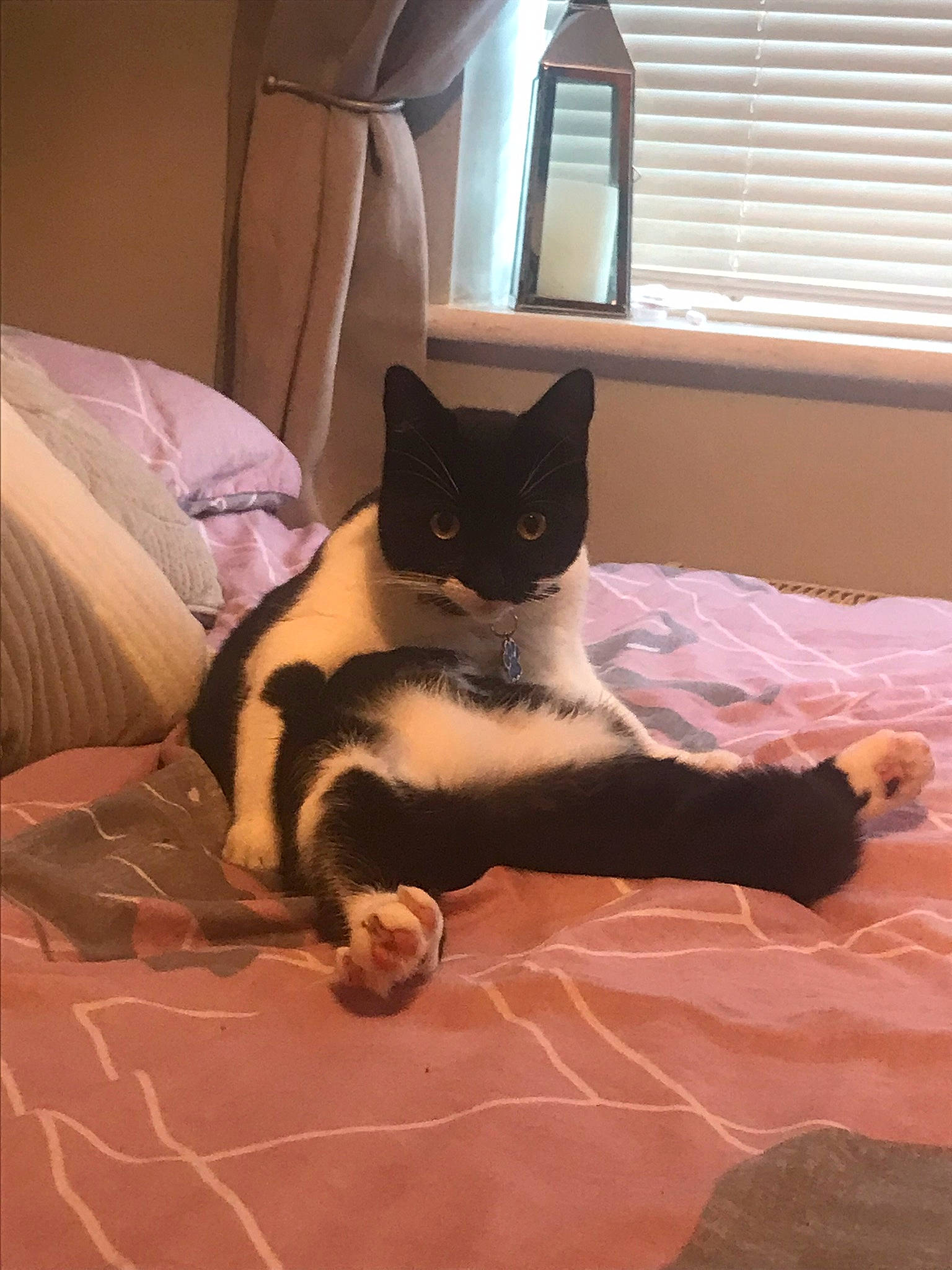 Panda is registered to the contest to win money with this photo: bed, bedding, carnivore, cat, comfort, felidae, floor, flooring, fur, hardwood, interior_design, linens, room, small_to_medium_sized_cats, tail, tints_and_shades, whiskers, window, window_blind, wood