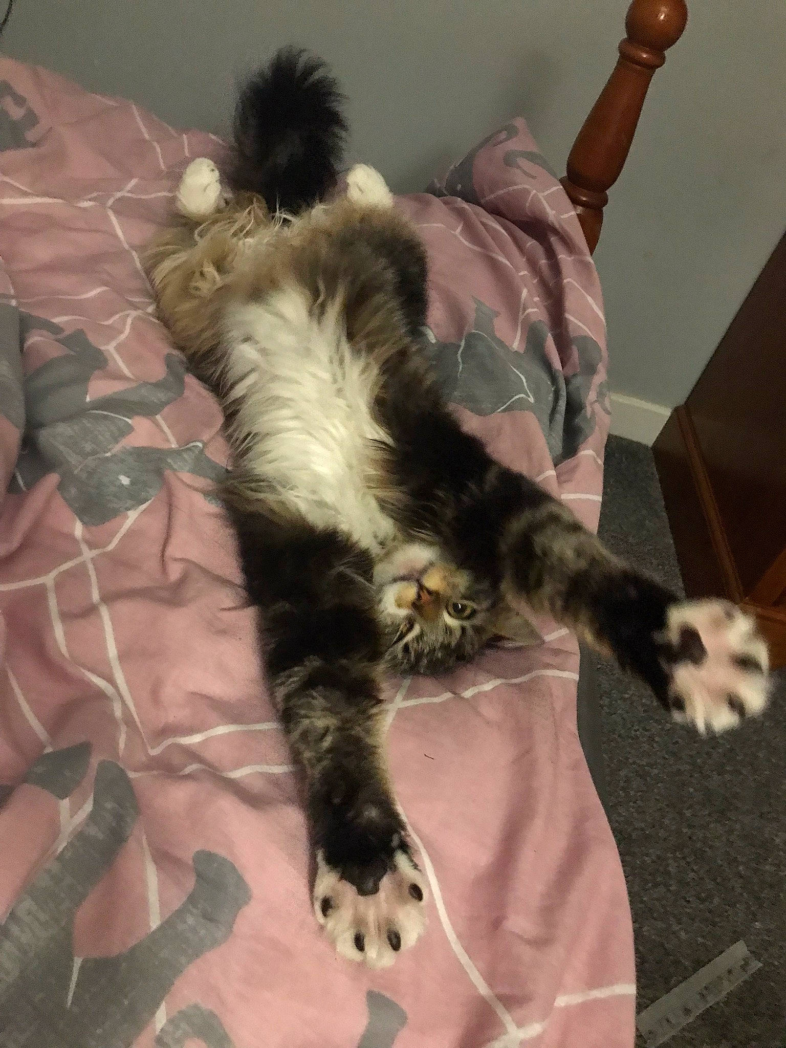 Lucifer joined the competition — help win amazing prizes! carnivore, cat, claw, comfort, companion_dog, domestic_short_haired_cat, felidae, flooring, fur, hardwood, linens, pattern, paw, room, small_to_medium_sized_cats, tail, tree, whiskers