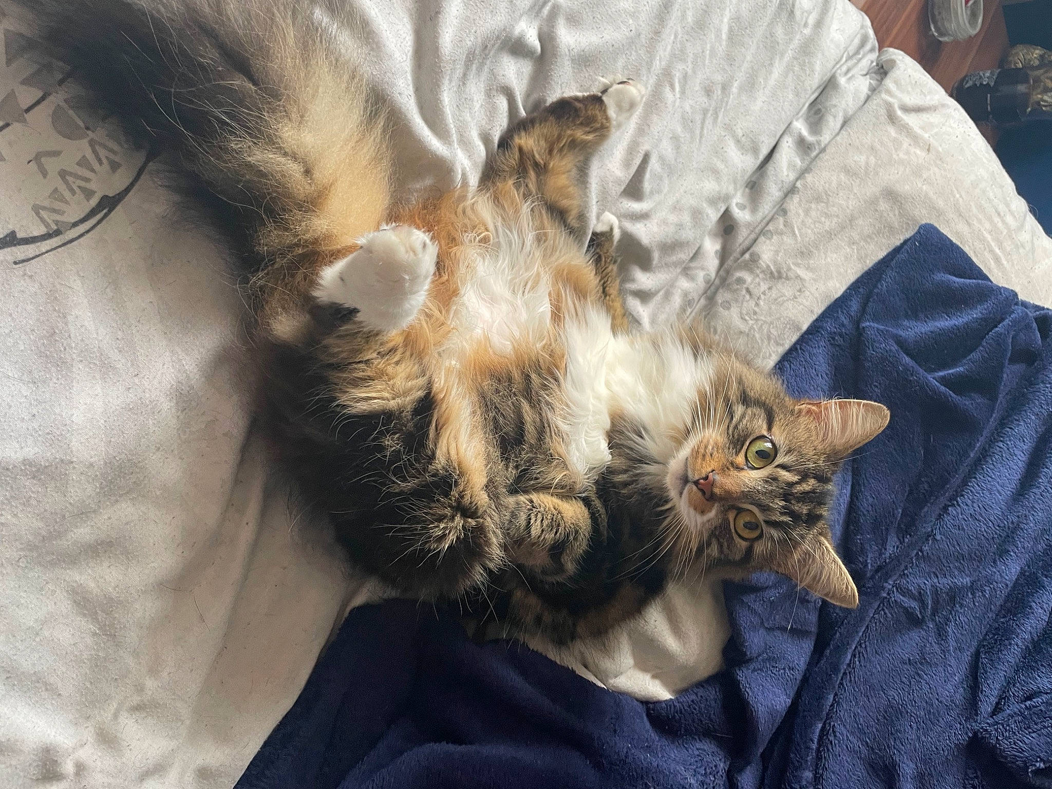 Lucifer joined the competition — help win amazing prizes! carnivore, cat, claw, comfort, domestic_short_haired_cat, fawn, felidae, fur, nap, paw, small_to_medium_sized_cats, tail, whiskers