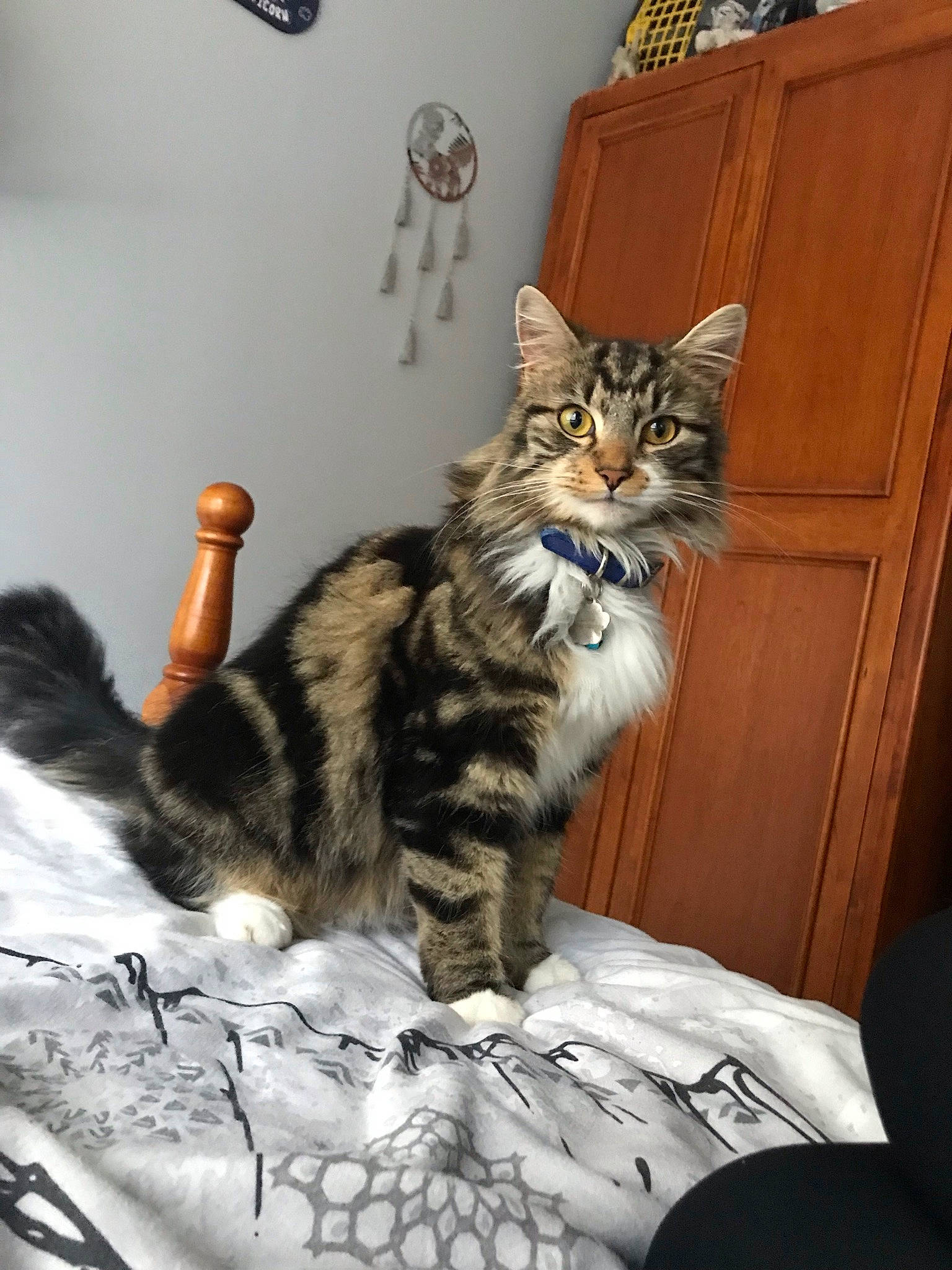 Lucifer is registered to the contest to win money with this photo: cabinetry, carnivore, cat, cat_supply, claw, comfort, domestic_short_haired_cat, door, drawer, felidae, fur, paw, picture_frame, room, small_to_medium_sized_cats, snout, tail, terrestrial_animal, tree, whiskers