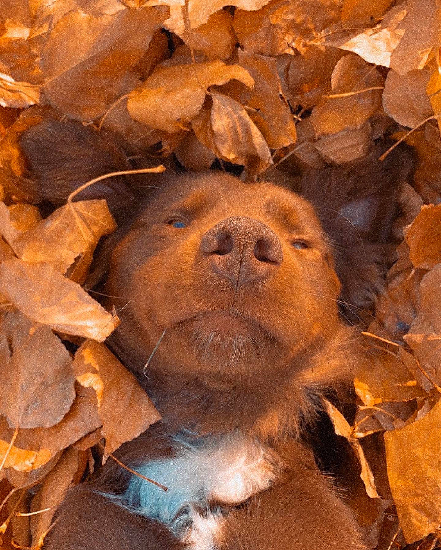 Bleu joined the competition — help win amazing prizes! art, carving, fawn, fur, landscape, plant, rock, snout, soil, terrestrial_animal, tints_and_shades, wildlife, wood, working_animal, wrinkle