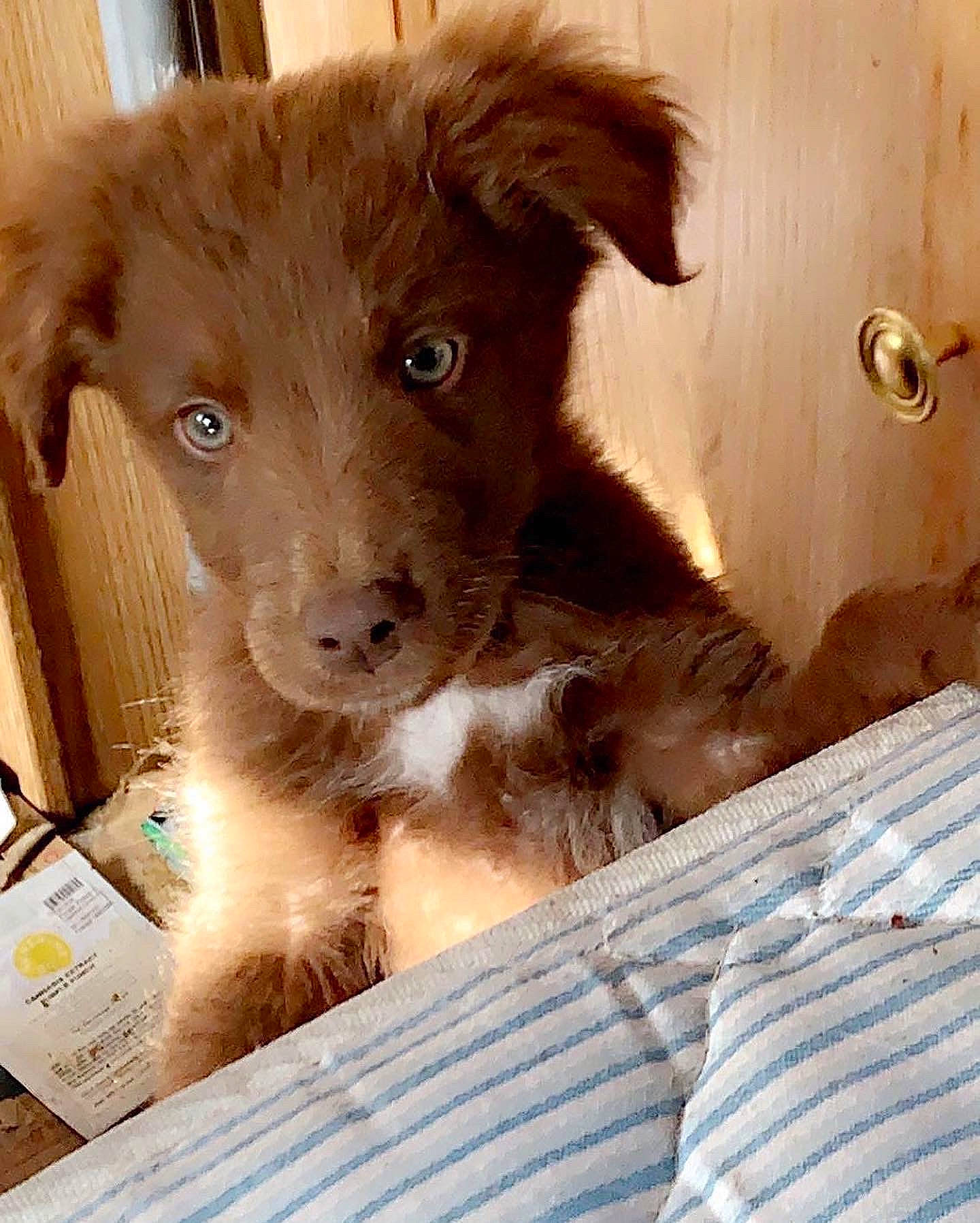 Bleu is registered to the contest to win money with this photo: canidae, carnivore, companion_dog, dog, dog_breed, eyelash, fawn, fur, liver, pet_supply, snout, sporting_group, terrestrial_animal, whiskers, wood, working_animal