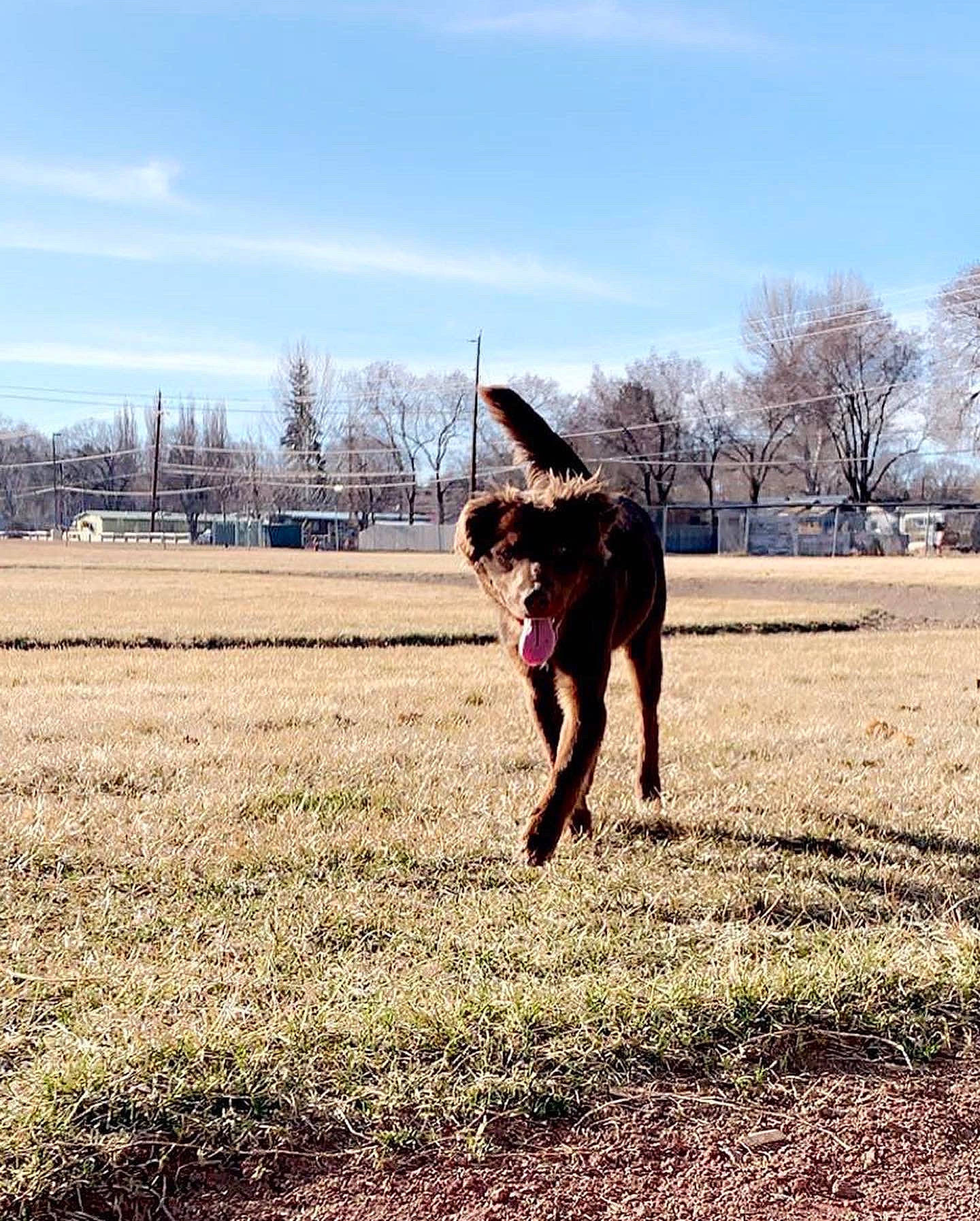 Bleu is registered to the contest to win money with this photo: carnivore, cloud, companion_dog, dog, dog_breed, fawn, grass, grass_family, grassland, happy, landscape, pasture, people_in_nature, plant, recreation, sky, soil, sports, tail, tree