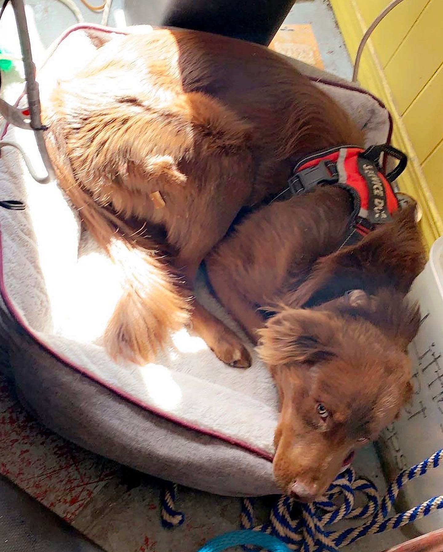 Bleu joined the competition — help win amazing prizes! canidae, carnivore, comfort, companion_dog, dog, dog_breed, dog_supply, fawn, feather, felidae, fur, human_leg, mammal, nap, small_to_medium_sized_cats, snout, sporting_group, tail, whiskers, working_animal