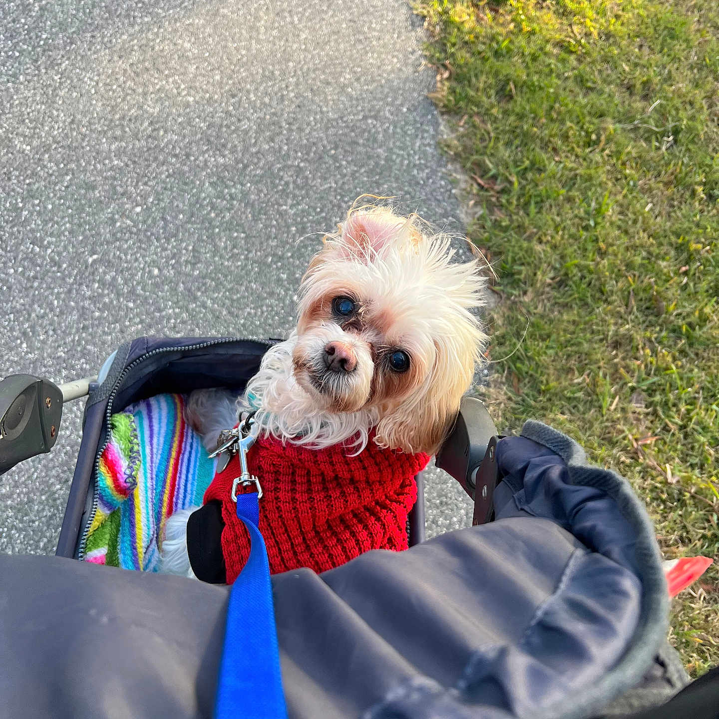 Bella is registered to the contest to win money with this photo: accessories, animal, bag, canine, clothing, dog, face, grass, handbag, head, knitwear, person, pet, photography, plant, portrait, puppy, road, strap, stroller
